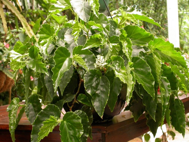 B. ‘Ellen Dee’